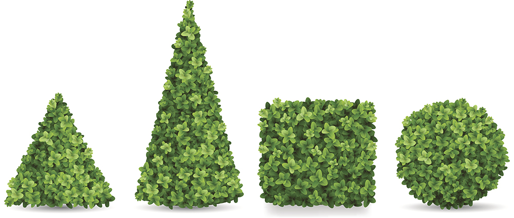 Boxwood shrubs of different forms. Topiaries in the shape of a pyramid, sphere, cube. Decorative elements of the garden landscaping.