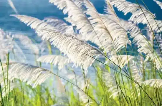 Procurement flexibility: A missed opportunity in the public sector