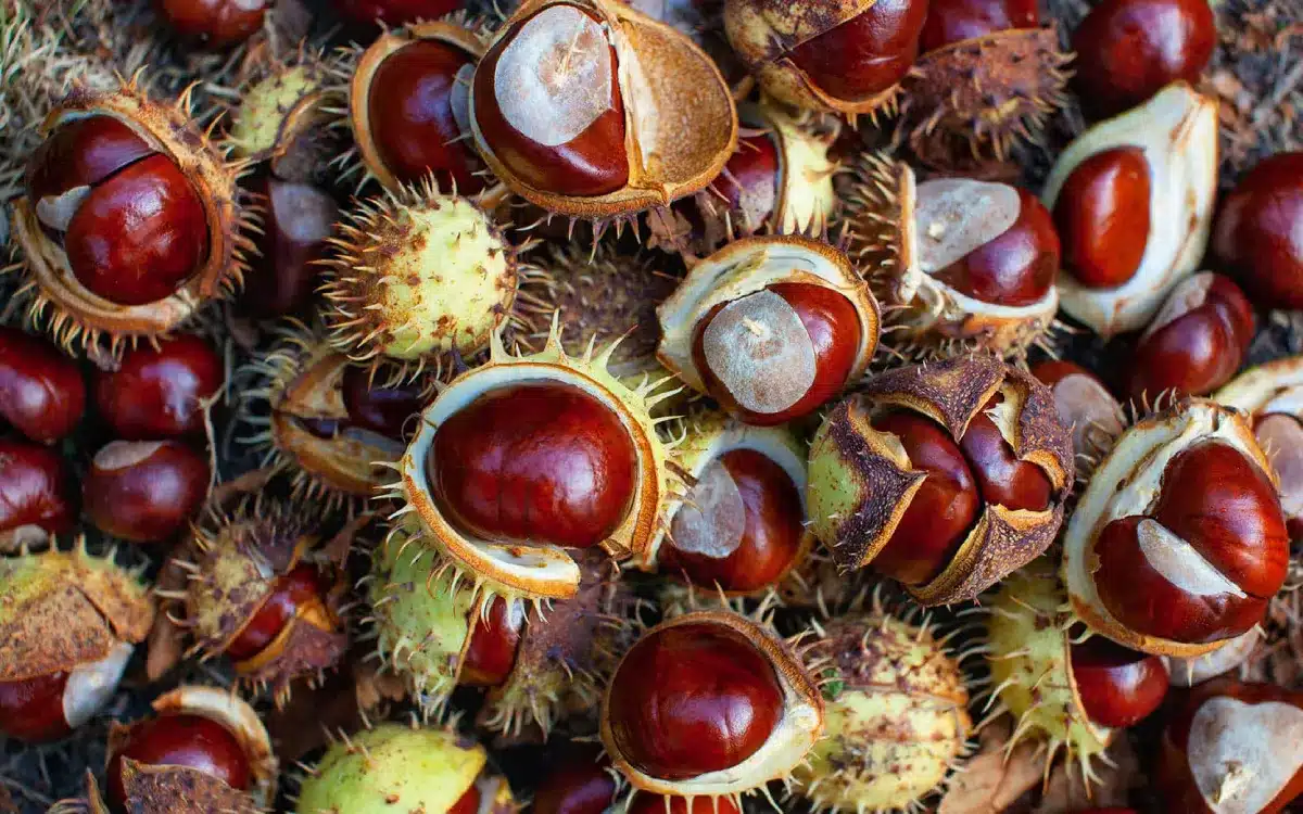 The Competitive Procedures Image