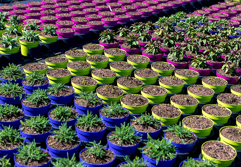 colourful potted plants