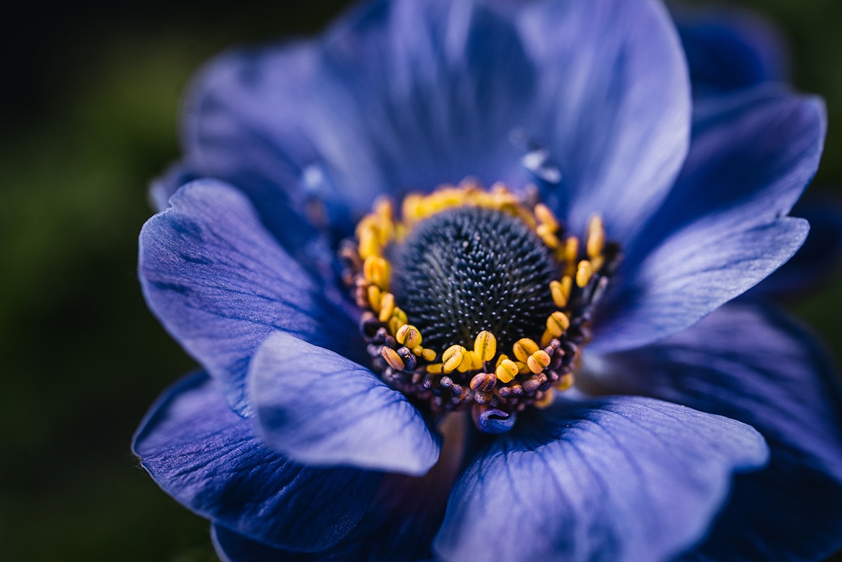 blue and yellow flower